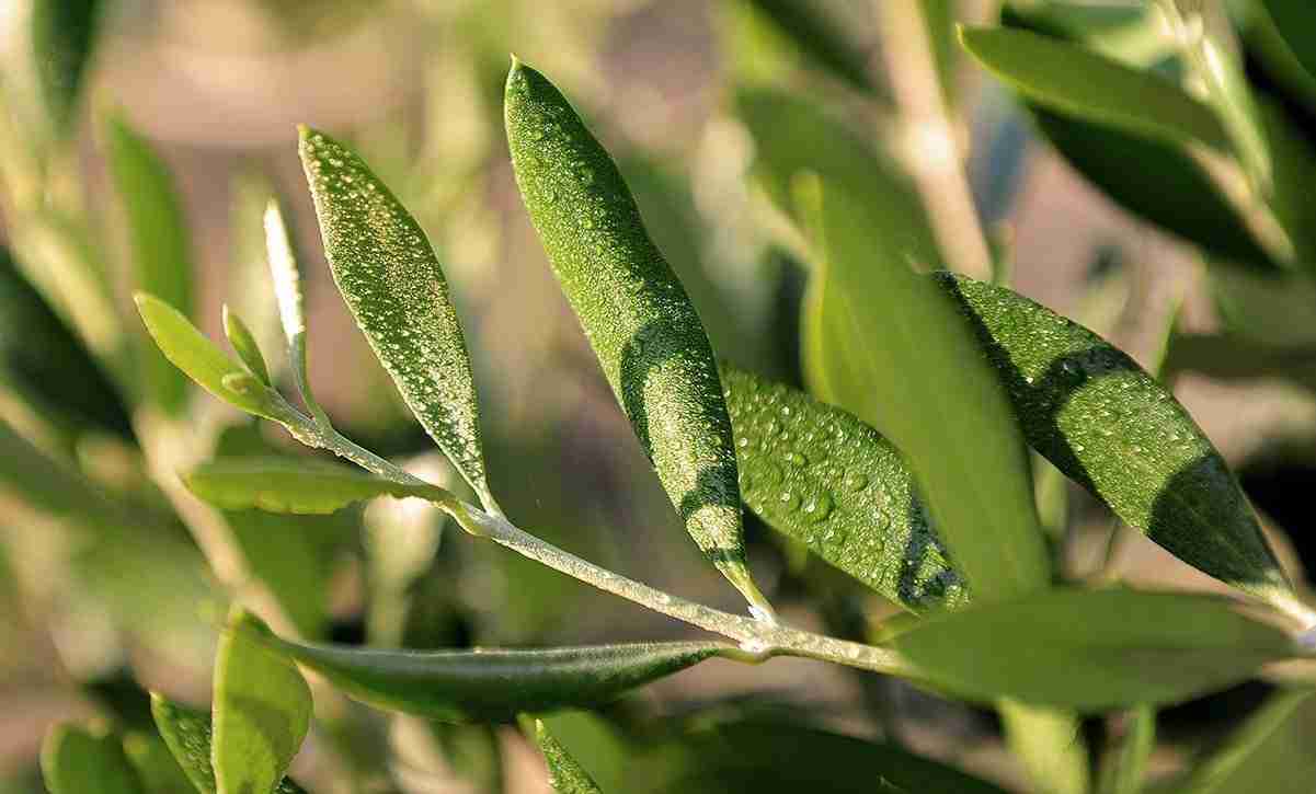 EVOO values and goals