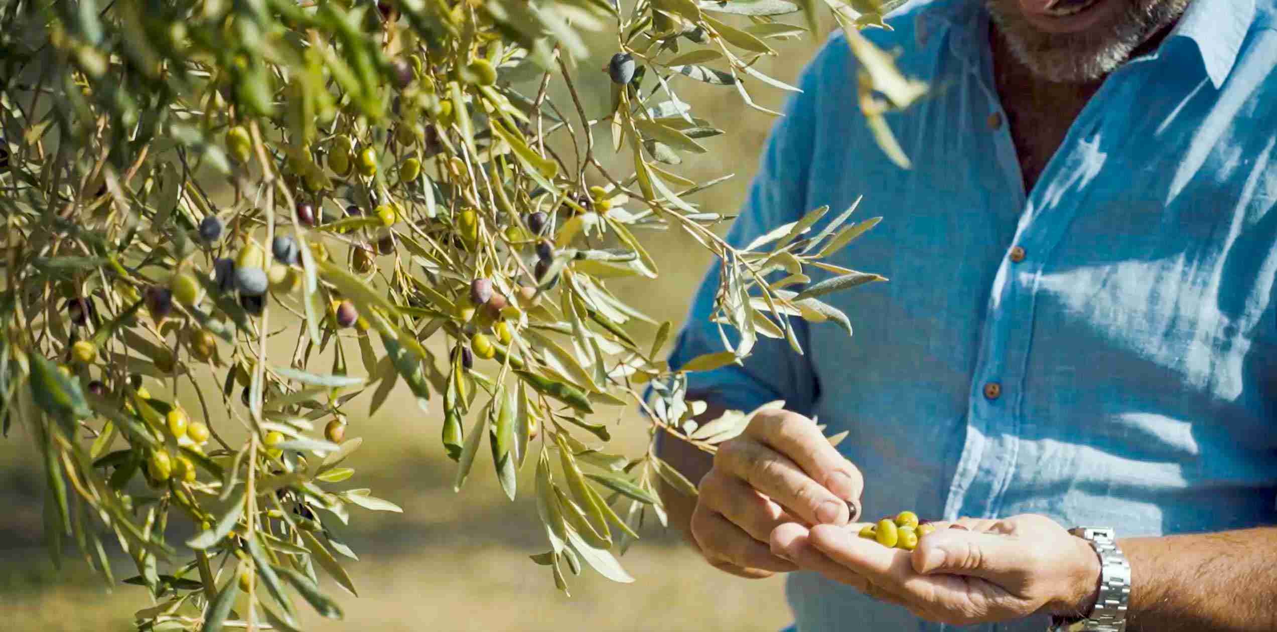 Olea Prilis IGP Toscano Organic EVOO 100% Virgin Olive Oli