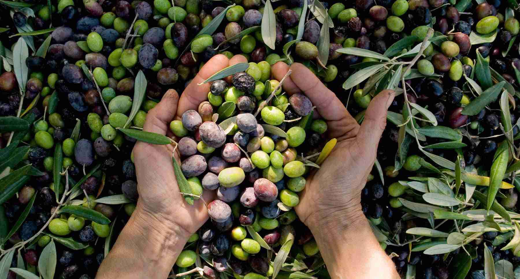 Why choose an Organic Extra Virgin Olive Oil