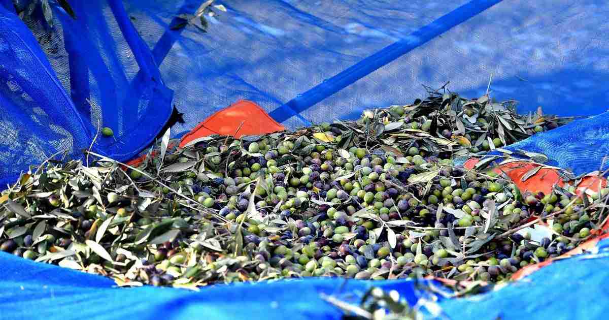 pick and mill our olives