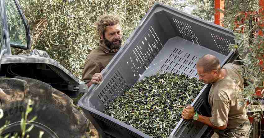 pick and mill our olives